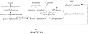 Pathways of galactose metabolism