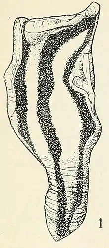 Illustration of "Conchoderma virgatum"