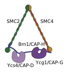 Condensin protein complex.