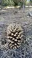 Cones on ground in their natural setting