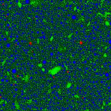 Chemical Imaging of a pharmaceutical emulsion with confocal Raman microscopy.