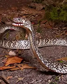 Naja nana, Congo dwarf water cobra