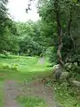 Among the green pathes of the arboretum