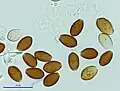 Conocybe apala spores 1000x