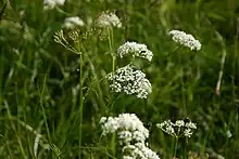 Pignut