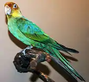 A green parrot with light-blue wings, yellow cheeks, an orange forehead, and a white eye-spot