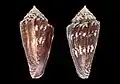 Conus algoensis norpothi Lorenz 2015