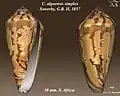 Conus algoensis simplex Sowerby, G.B. II, 1857