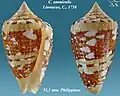 Conus ammiralis  Linnaeus, C., 1758