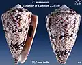 Conus araneosus (Solander in Lightfoot, J., 1786)