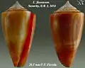 Conus flavescens  Sowerby, G.B. I, 1834