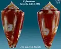 Conus flavescens  Sowerby, G.B. I, 1834