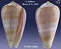 Conus fulmen Reeve, L.A., 1843