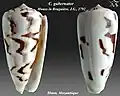 Conus gubernator  Hwass in Bruguière, J.G., 1792