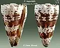 Conus imperialis Linnaeus, C., 1758