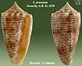 Conus proximus  Sowerby, G.B. II, 1859