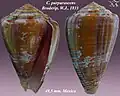 Conus purpurascens Broderip, W.J., 1833