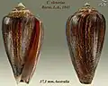 Conus victoriae Reeve, L.A., 1843