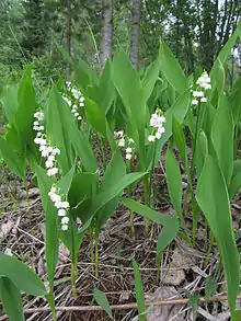 Convallarias in Kemi in early June