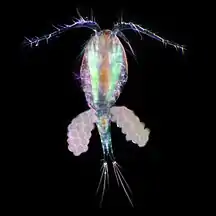 Copepod with eggs