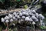 A colony of trooping crumble cap mushrooms.