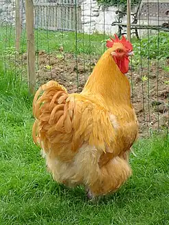 A Buff Orpington