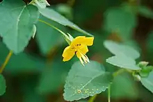 yellow flower with leaves