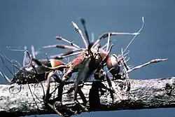 A stick-like fungi grows out of the back of an insect.