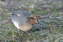 Green-winged tealAnas crecca