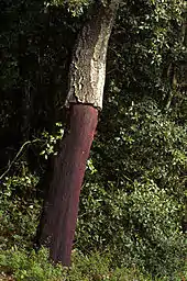 Image 41Recently stripped cork oak (Quercus suber) (from Tree)