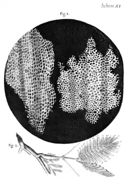 Image 20In Micrographia, Robert Hooke had applied the word cell to biological structures such as this piece of cork, but it was not until the 19th century that scientists considered cells the universal basis of life. (from History of biology)