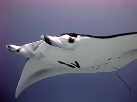 Giant oceanic manta rays (Mobula birostris) are the largest of the stingrays.