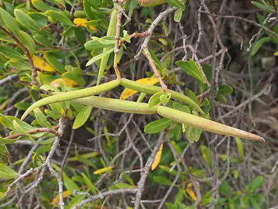 Seed pods