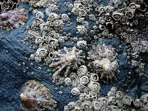 Barnacles and limpets compete for space in the intertidal zone