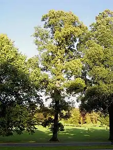 Cornish elm in Preston Park, Brighton, 2005