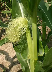 Female inflorescence, with young silk