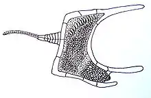 Cothurnocystis,Paleozoic era.