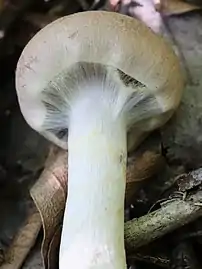 Cortina of a Cortinarius species