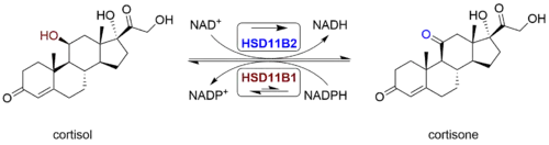 Cortisol-cortisone equilibrium