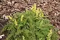 Ferny corydalis (Corydalis cheilanthifolia)