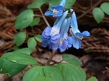 Corydalis ambigua