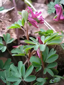 Intermediate corydalis