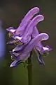 Corydalis pauciflora