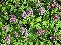 Corydalis solida