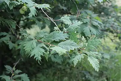 C. avellana 'Heterophylla'