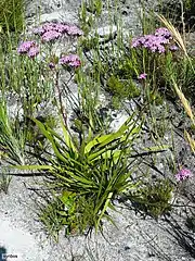 Corymbium glabrum, habit