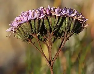 C. africanum subsp. scabridum, showing roughly hairy inflorescence stalk and involucre