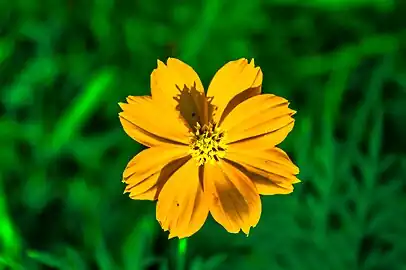 Sulfur cosmos flower