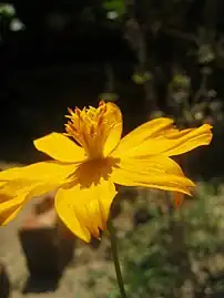 Cosmos sulphureus in Kerala