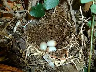 Nest with clutch of three placed in a creeping fig